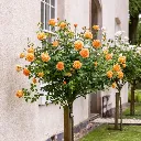Rosier Amber Queen tige 100 cm.webp