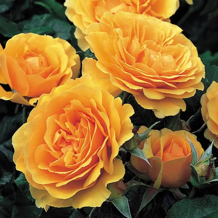 Rosier Amber Queen.webp