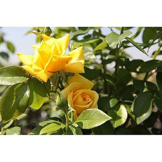 rosier gold star.webp