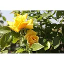 rosier gold star.webp