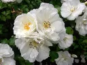Rosier Schneeflocke-1.webp