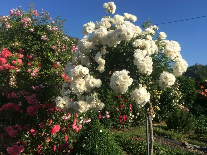 Rosier Schneewitchen tige 100 cm.webp