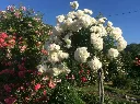 Rosier Schneewitchen tige 100 cm.webp