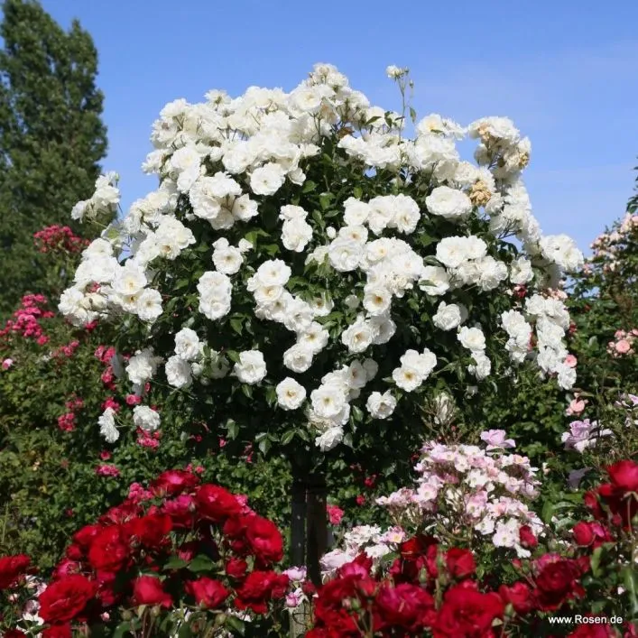 Rosier Schneewitchen tige 100 cm-2.webp