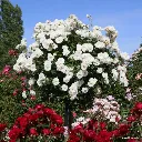 Rosier Schneewitchen tige 100 cm-2.webp
