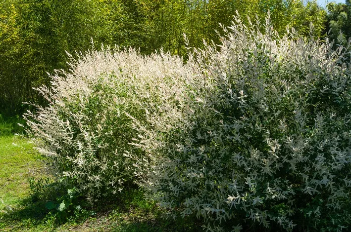 Salix integra Hakuro-Nishiki,-AdobeStock_484843533.webp