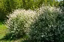 Salix integra Hakuro-Nishiki,-AdobeStock_484843533.webp