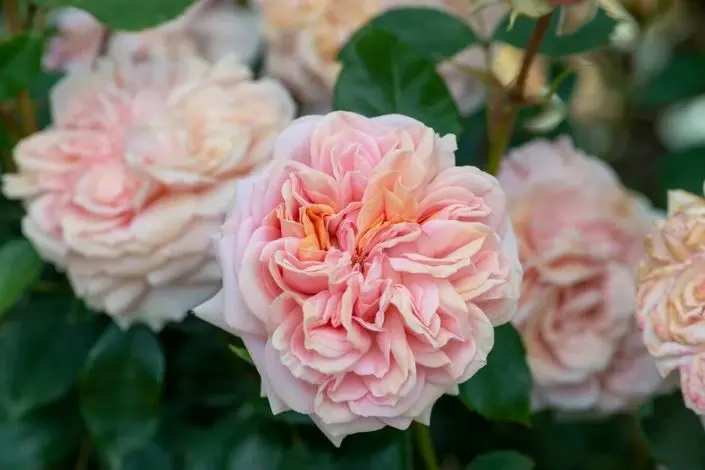 Rosier Garden of Roses -1.webp