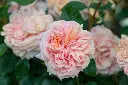 Rosier Garden of Roses -1.webp