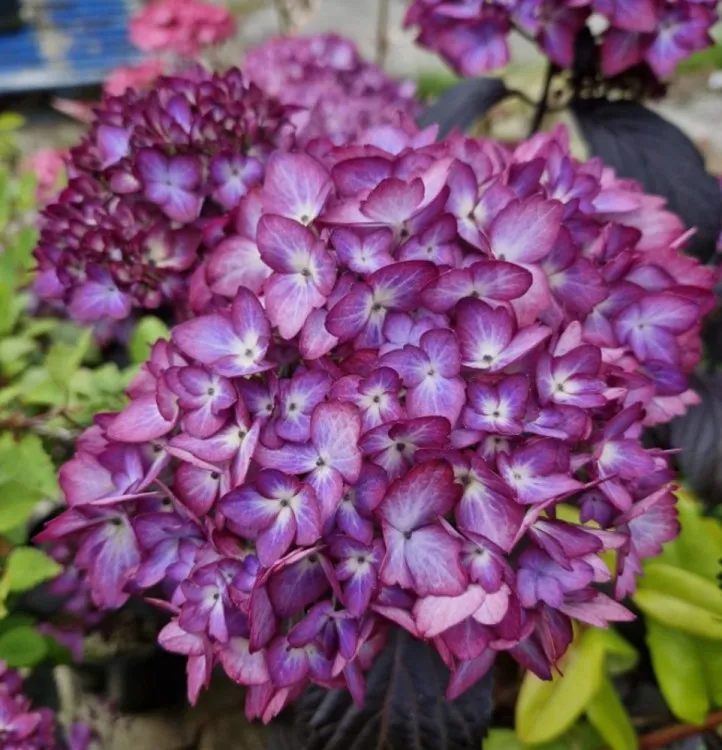 Hydrangea macrophylla Eclipse Purple.webp