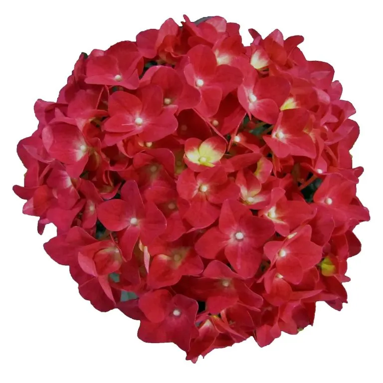 hydrangea-red-reggae-2.webp