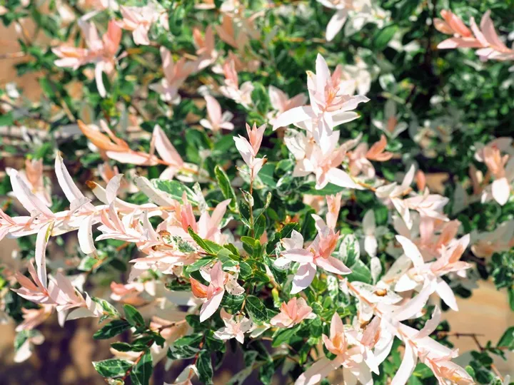 Salix integra Flamingo-AdobeStock_199603672.webp