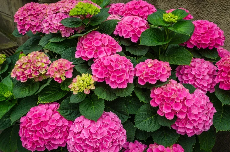Hydrangea macrophylla Pink Ball-AdobeStock_213415909.webp