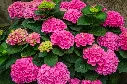 Hydrangea macrophylla Pink Ball-AdobeStock_213415909.webp
