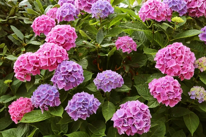 Hydrangea macrophylla Pink Ball-AdobeStock_204193611.webp
