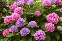 Hydrangea macrophylla Pink Ball-AdobeStock_204193611.webp