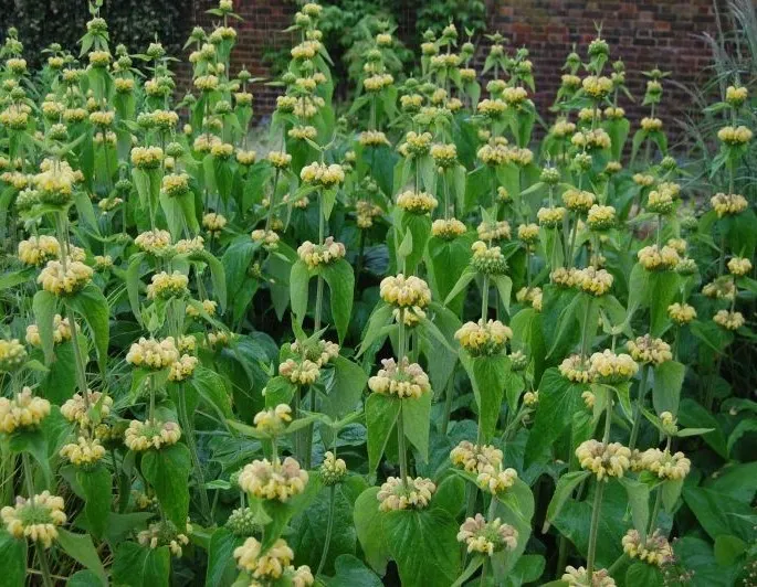 Phlomis russeliana-2.webp