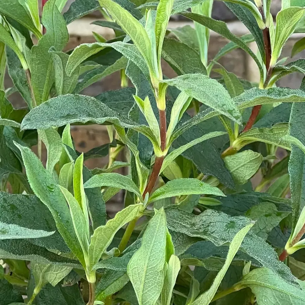 Cistus purpureus-3.webp