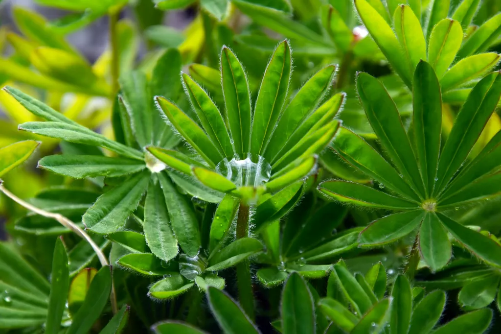 unsplash_wP_eEzLmN3g_LUPINUS.webp