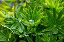 unsplash_wP_eEzLmN3g_LUPINUS.webp