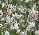 Gaura lindheimeri Snowbird-AdobeStock_1120388775.webp