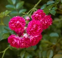 Rosier Excelsa-AdobeStock_314726693.webp