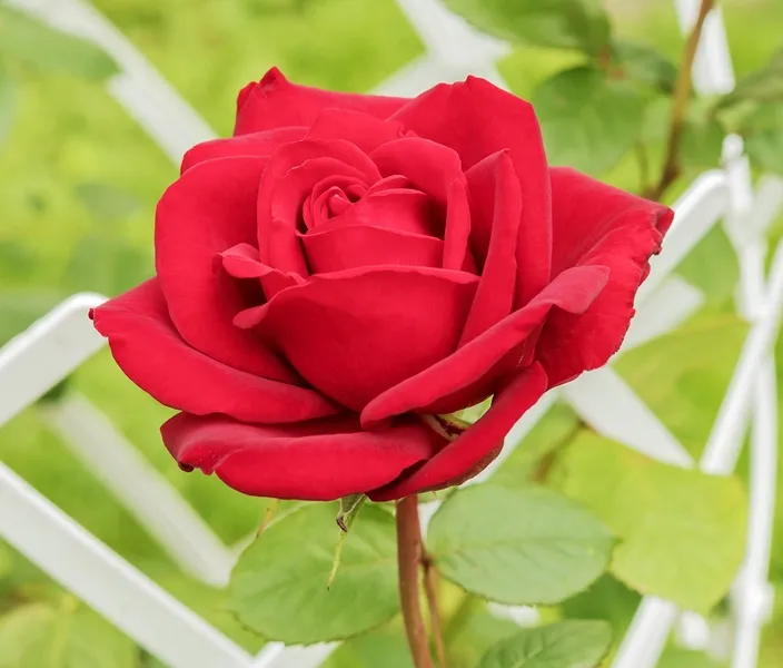 Rosier Dame De Coeur-AdobeStock_746906197.webp