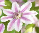 nellymoser01.webp