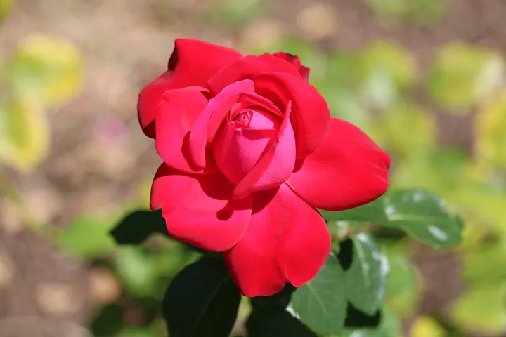 Rosier Dame De Coeur-AdobeStock_1672396707.webp