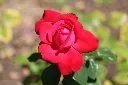 Rosier Dame De Coeur-AdobeStock_1672396707.webp