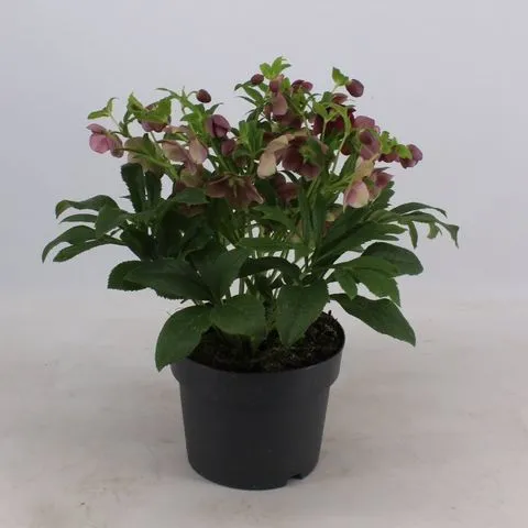 Helleborus orientalis Victoria-2.webp