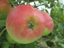 Cwastresse Double = Calville des Vergers.webp