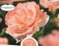 renaissance01.webp