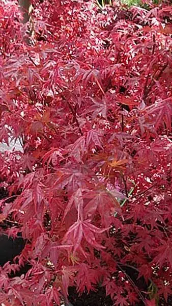 acer-palmatum-little-red.webp