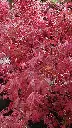 acer-palmatum-little-red.webp