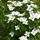Cornus kousa chinensis National-2.webp