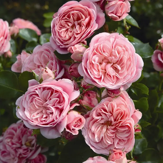 rosa-bailando-2.webp