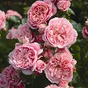 rosa-bailando-2.webp
