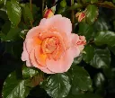 Rosier Bonita-2.webp