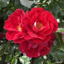 Rosier Caracho-3.webp