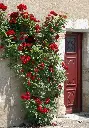 ROSIER_GRIMPANT_ROUGE-AdobeStock_230727027.webp