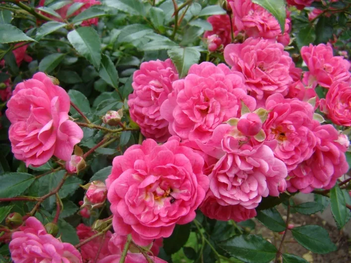 Rosier Fairy Lovely.webp