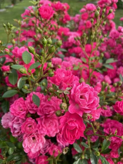 Rosier Fairy Lovely-2.webp