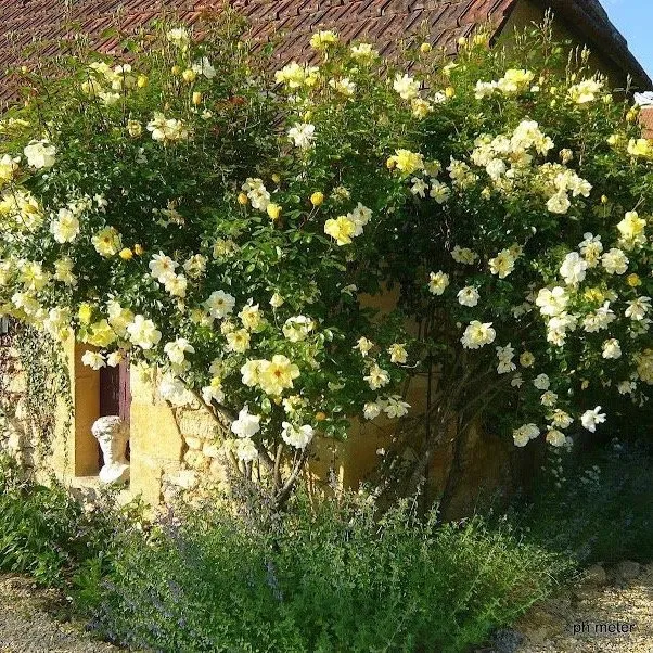 Rosier Golden Showers-2.webp