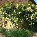 Rosier Golden Showers-2.webp