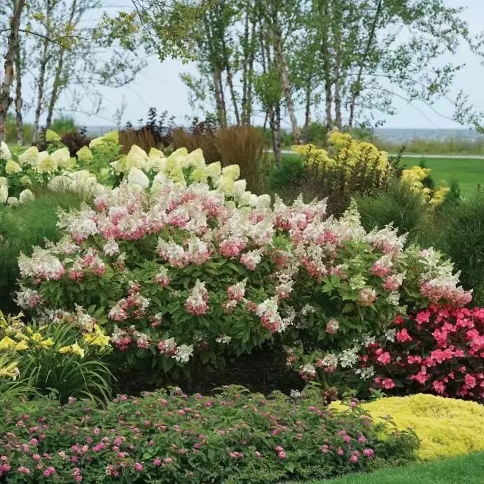 Hydrangea paniculata Pinky Winky -2.webp