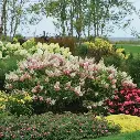 Hydrangea paniculata Pinky Winky -2.webp