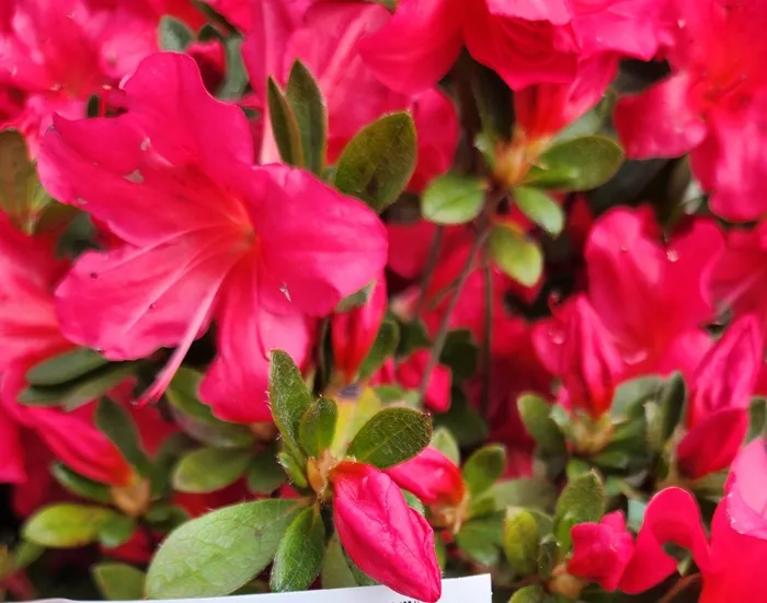 Azalea japonica Arabesk-20260508_110231.webp