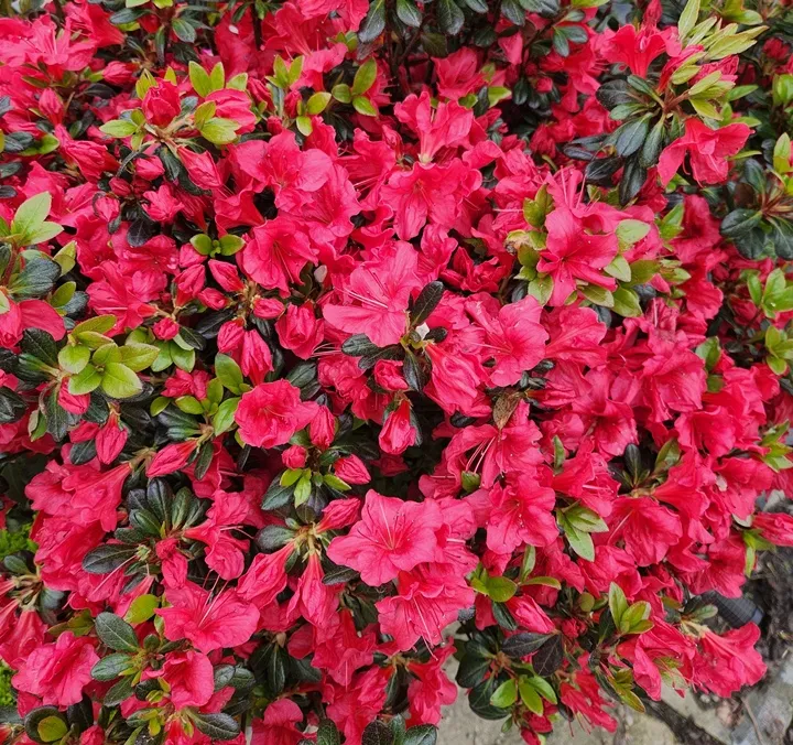 Azalea japonica Johanna-20260507_130158.webp