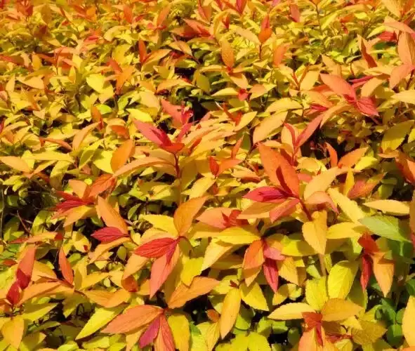 Spiraea japonica Goldflame-1.webp